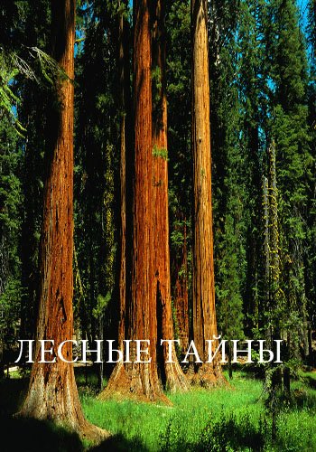 Воспитательный час   "Лесные тайны".